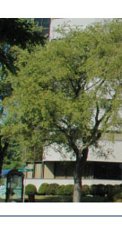 immeuble 1